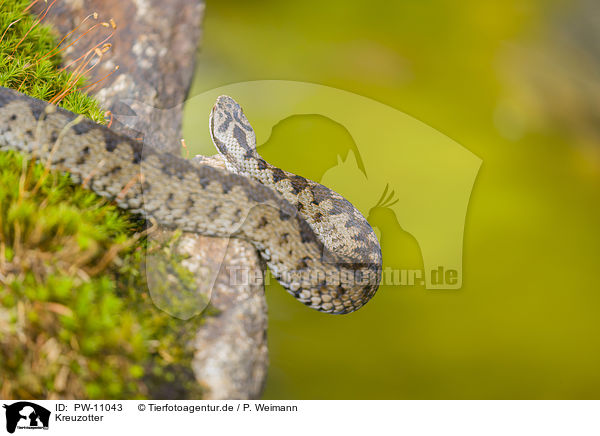 Kreuzotter / European adder / PW-11043