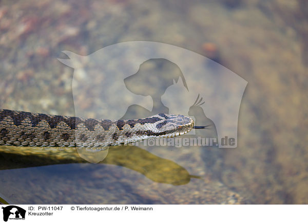 Kreuzotter / European adder / PW-11047