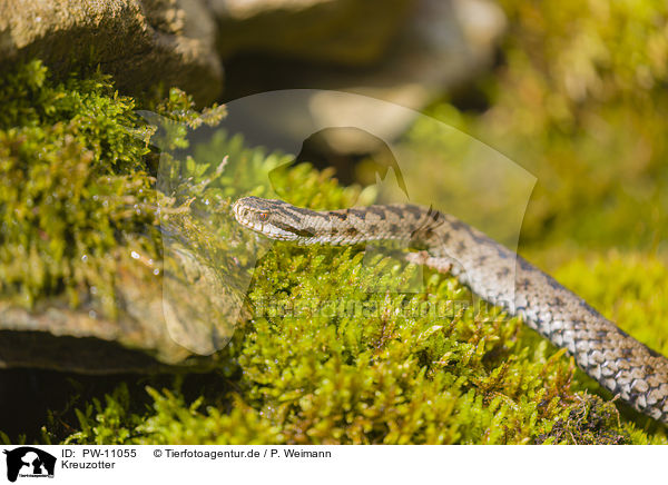 Kreuzotter / European adder / PW-11055