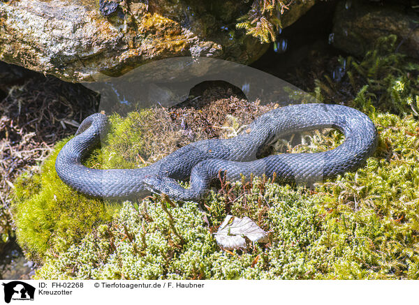 Kreuzotter / common adder / FH-02268