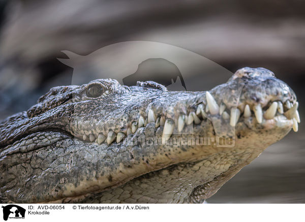 Krokodile / crocodile / AVD-06054