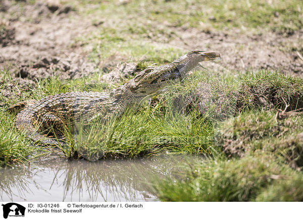 Krokodile frisst Seewolf / IG-01246