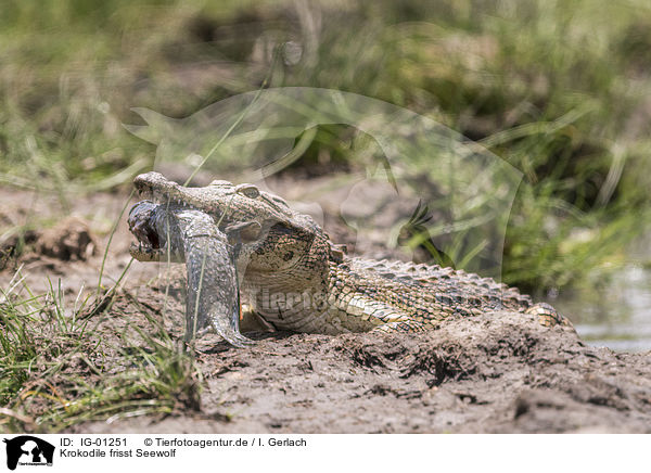 Krokodile frisst Seewolf / Crocodile eats catfish / IG-01251