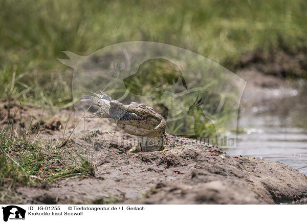 Krokodile frisst Seewolf / Crocodile eats catfish / IG-01255