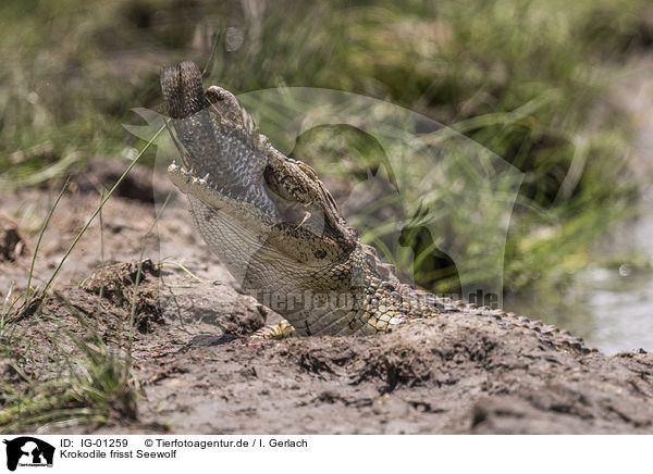 Krokodile frisst Seewolf / Crocodile eats catfish / IG-01259