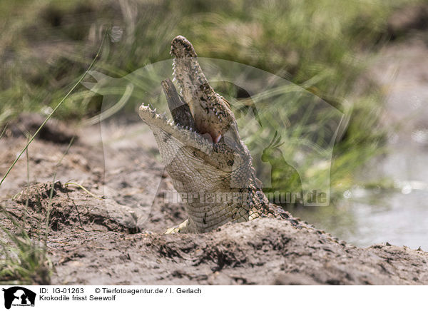 Krokodile frisst Seewolf / IG-01263