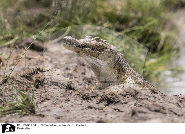 Krokodile / IG-01264