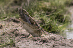 Krokodile frisst Seewolf