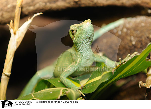 Kronenbasilisk / conehead lizard / DMS-05658