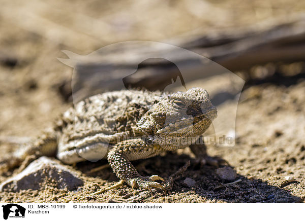 Kurzhorn / Douglass's horned lizard / MBS-10199