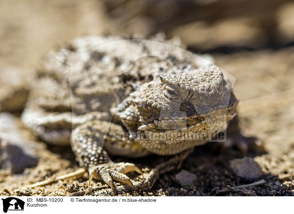 Kurzhorn / Douglass's horned lizard / MBS-10200