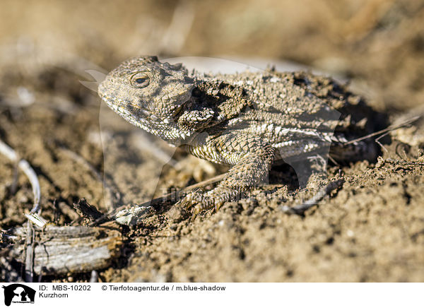 Kurzhorn / Douglass's horned lizard / MBS-10202