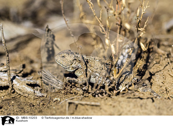 Kurzhorn / Douglass's horned lizard / MBS-10203