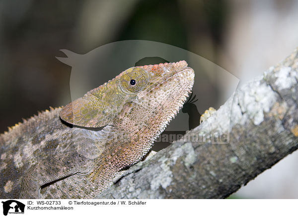 Kurzhornchamleon / Short-horned Chameleon / WS-02733