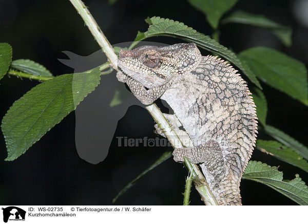 Kurzhornchamleon / Short-horned Chameleon / WS-02735