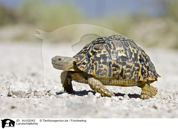 Landschildkrte / tortoise / HJ-02042