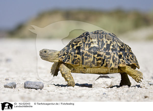 Landschildkrte / tortoise / HJ-02043