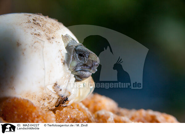 Landschildkrte / tortoise / MAZ-04227
