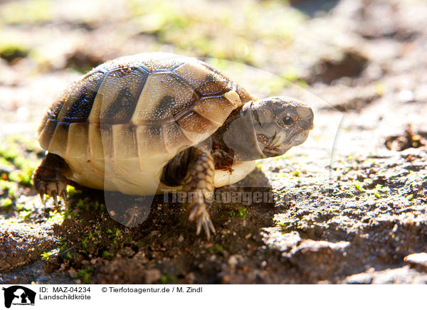 Landschildkrte / tortoise / MAZ-04234