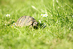 Landschildkrte