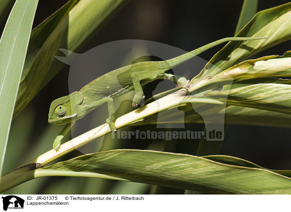Lappenchamleon / flap-necked chameleon / JR-01375