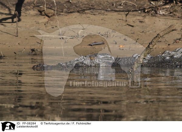 Leistenkrokodil / estuarine crocodile / FF-08284