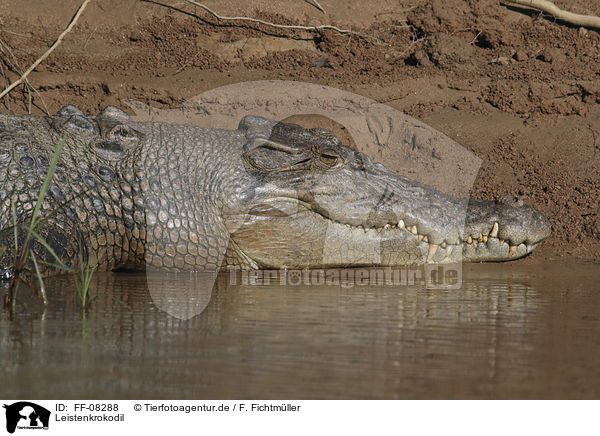 Leistenkrokodil / estuarine crocodile / FF-08288