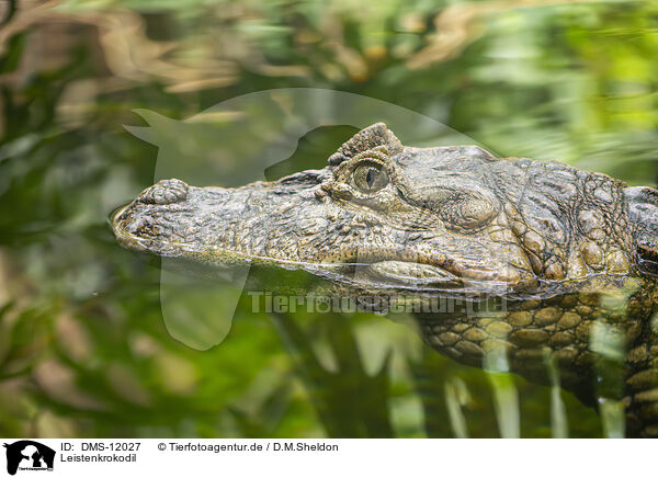 Leistenkrokodil / saltwater crocodile / DMS-12027