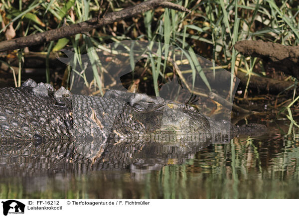 Leistenkrokodil / estuarine crocodile / FF-16212