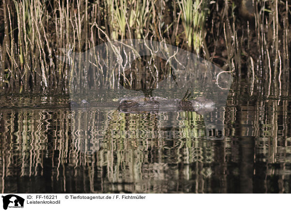 Leistenkrokodil / estuarine crocodile / FF-16221
