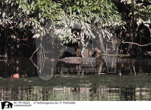 Leistenkrokodil / estuarine crocodile / FF-16223