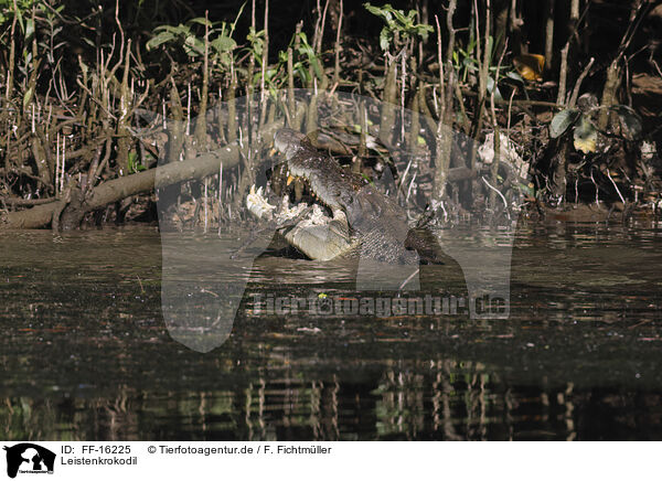 Leistenkrokodil / estuarine crocodile / FF-16225