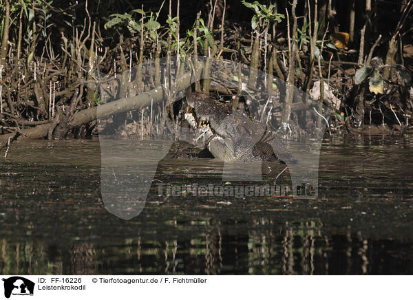 Leistenkrokodil / estuarine crocodile / FF-16226
