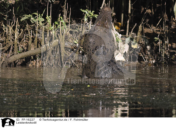 Leistenkrokodil / estuarine crocodile / FF-16227