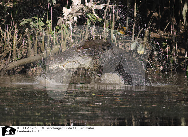 Leistenkrokodil / estuarine crocodile / FF-16232
