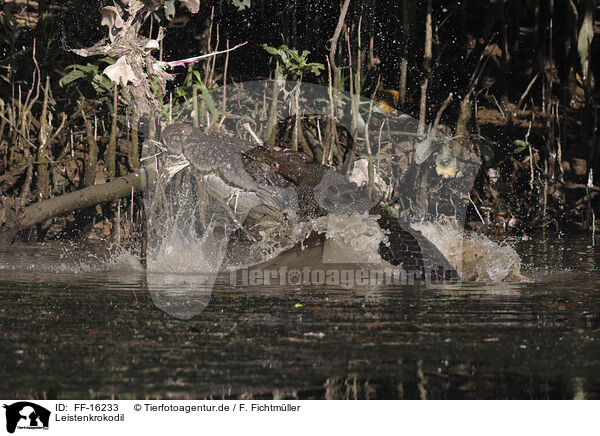 Leistenkrokodil / estuarine crocodile / FF-16233