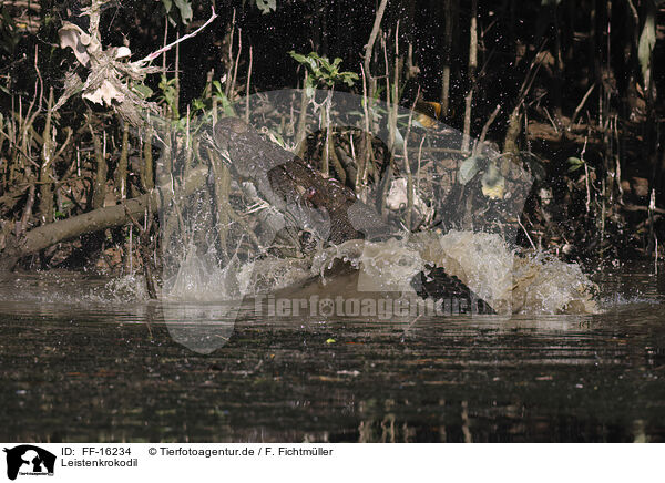 Leistenkrokodil / estuarine crocodile / FF-16234
