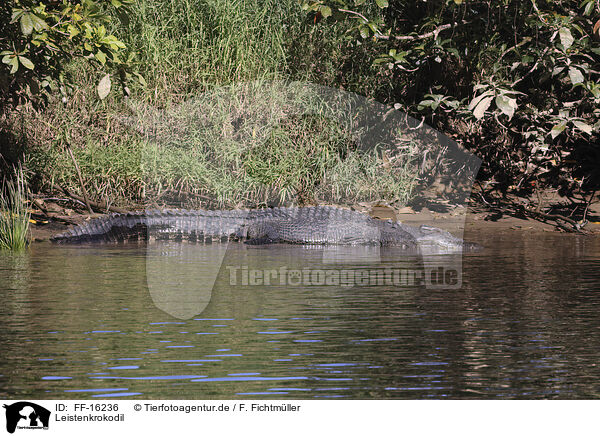 Leistenkrokodil / estuarine crocodile / FF-16236