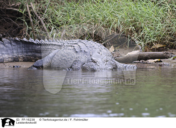 Leistenkrokodil / estuarine crocodile / FF-16238