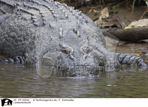 Leistenkrokodil / estuarine crocodile / FF-16242