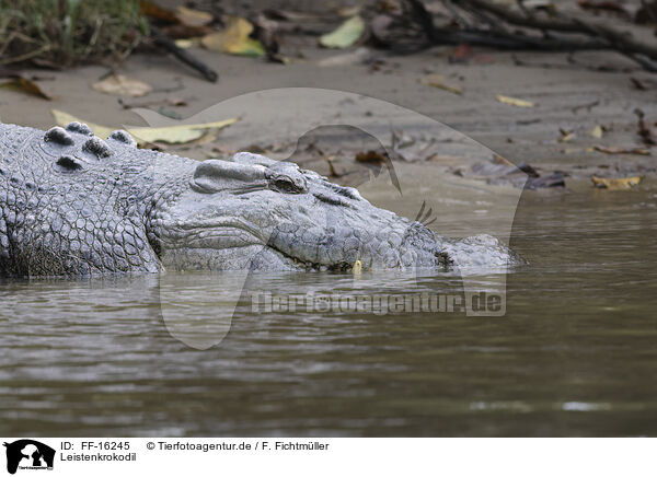 Leistenkrokodil / estuarine crocodile / FF-16245