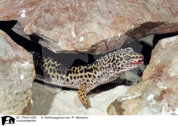 Leopardgecko / PW-01295