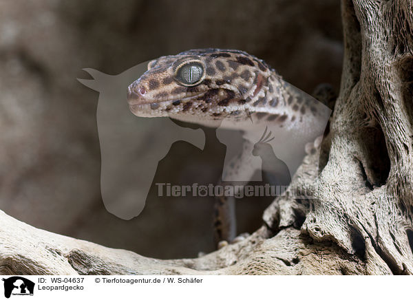 Leopardgecko / Leopard gecko / WS-04637