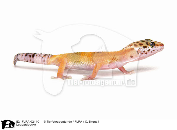 Leopardgecko / FLPA-02110