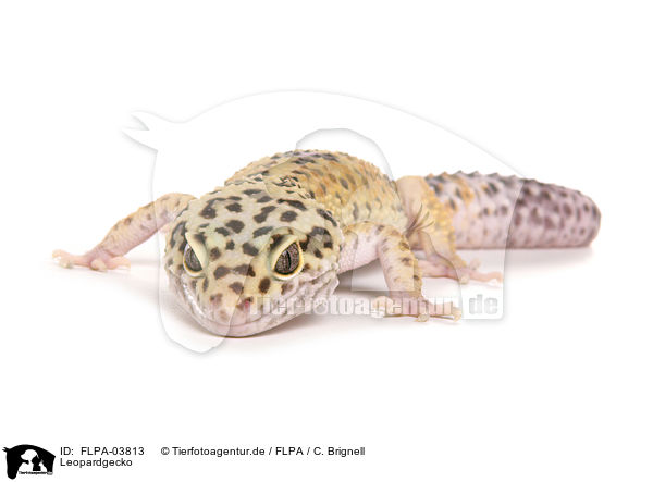 Leopardgecko / Leopard gecko / FLPA-03813