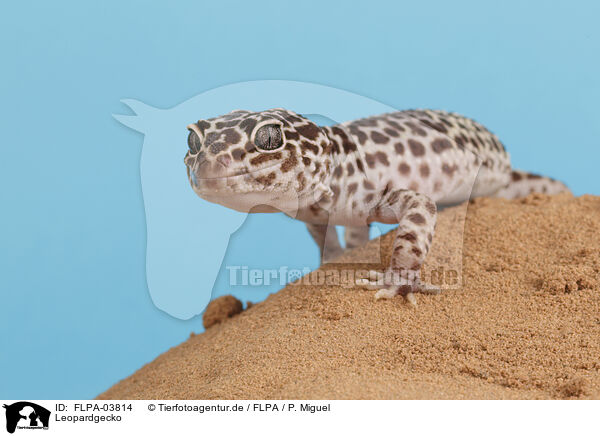 Leopardgecko / FLPA-03814