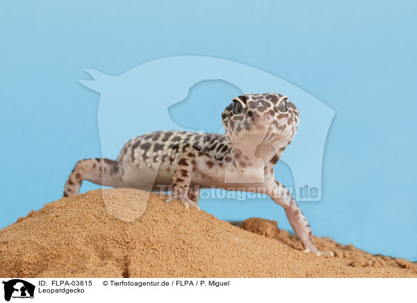 Leopardgecko / FLPA-03815