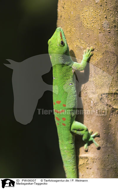 Madagaskar-Taggecko / Madagascar day gecko / PW-06007