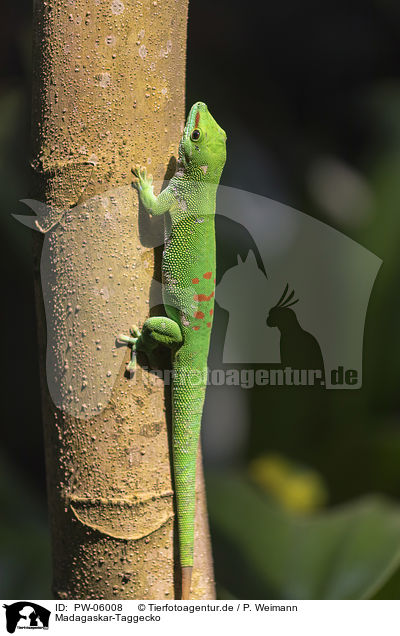 Madagaskar-Taggecko / PW-06008