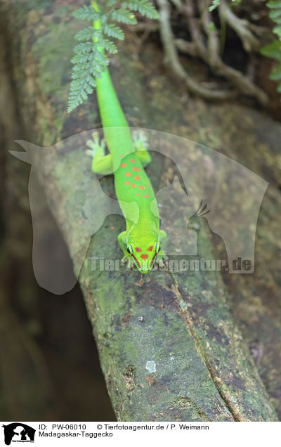 Madagaskar-Taggecko / PW-06010